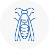 New Malden Wasp Nest Removal